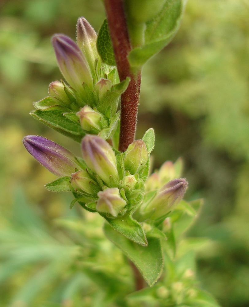 Изображение особи Campanula bononiensis.