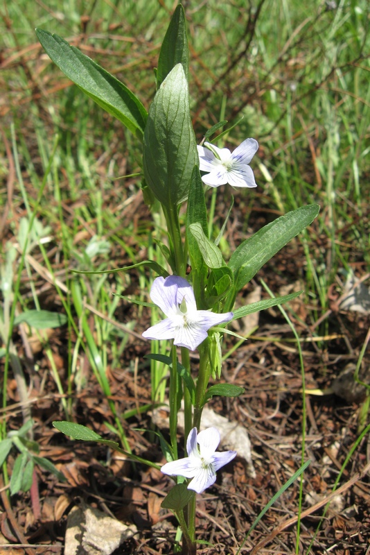 Изображение особи Viola pumila.