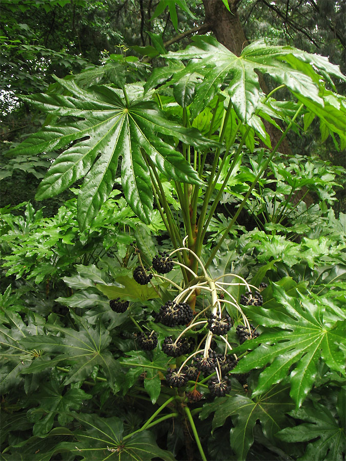 Image of Fatsia japonica specimen.