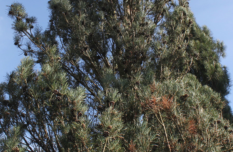 Image of Pinus sylvestris specimen.