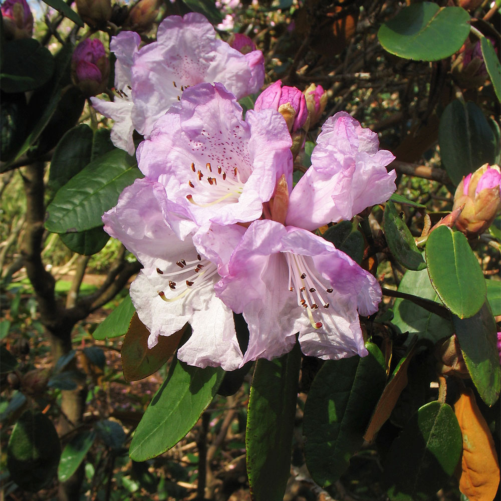 Image of Rhododendron campanulatum specimen.