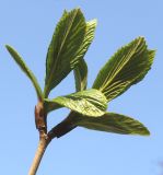 Viburnum sieboldii