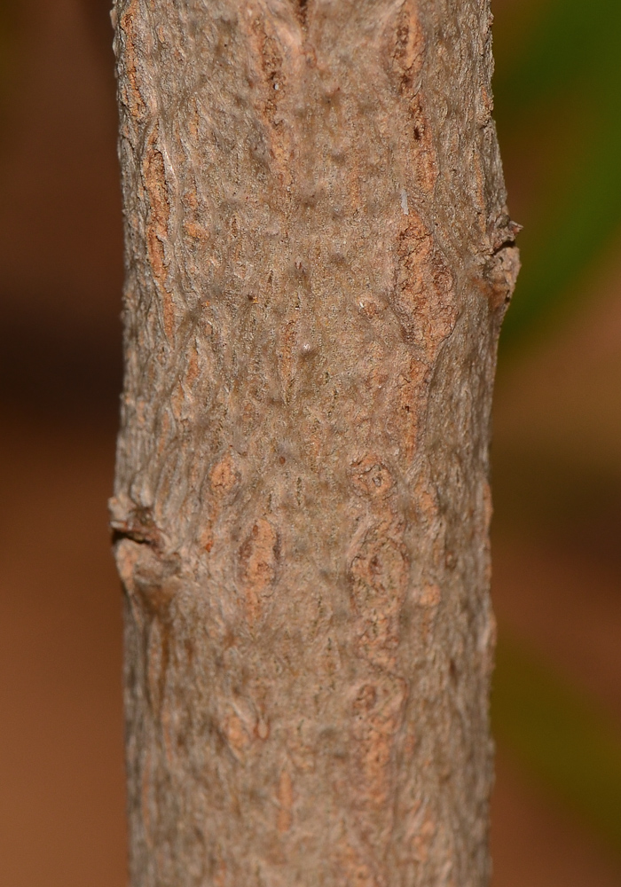 Image of Myoporum acuminatum specimen.