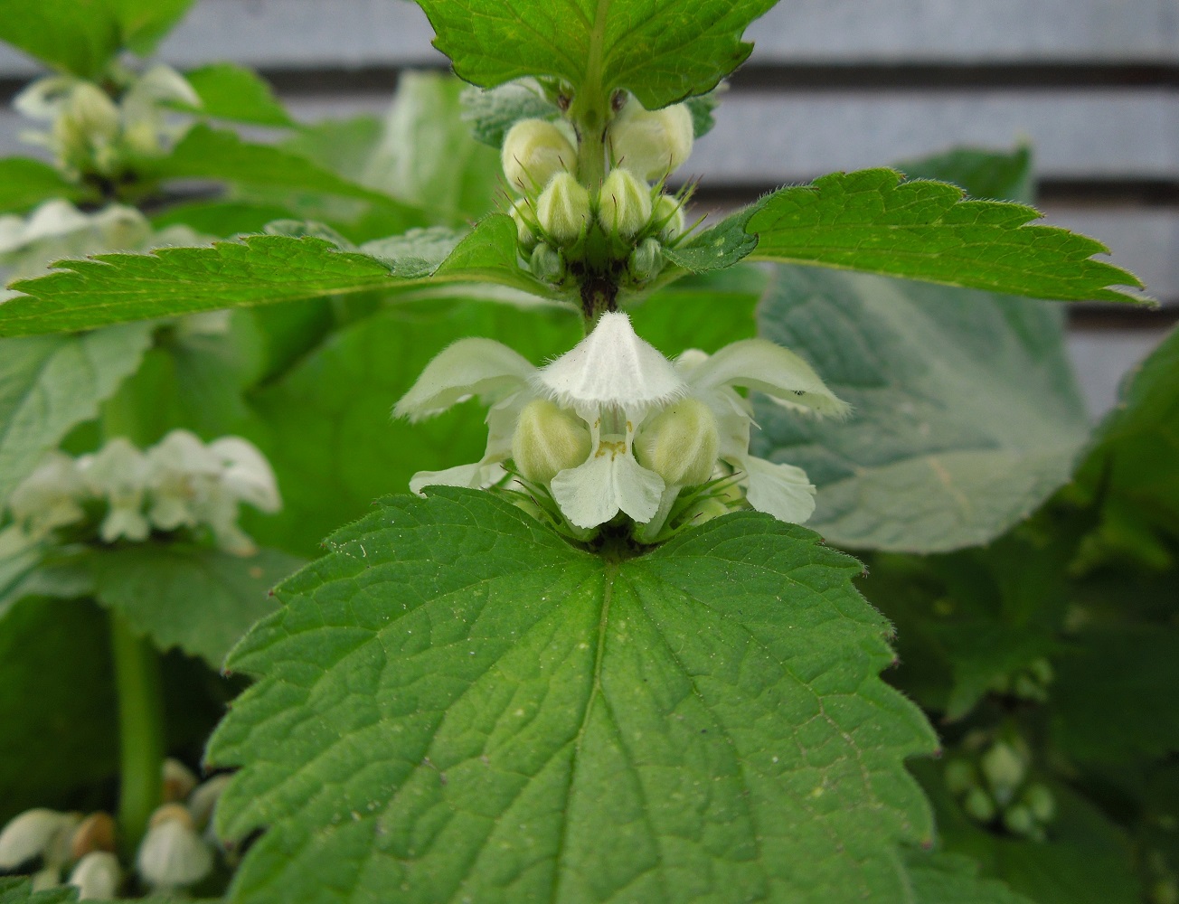 Image of Lamium album specimen.