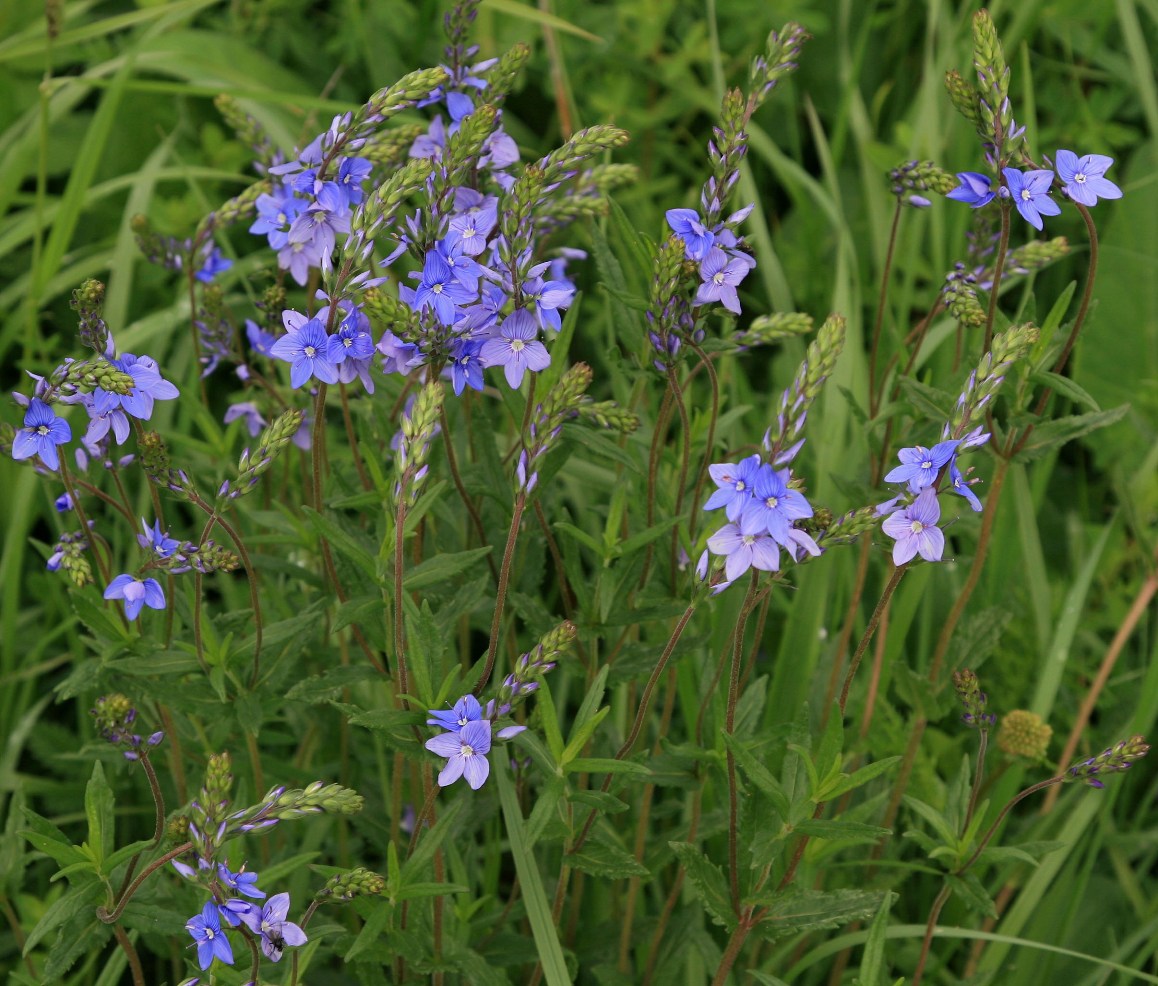 Изображение особи Veronica dentata.