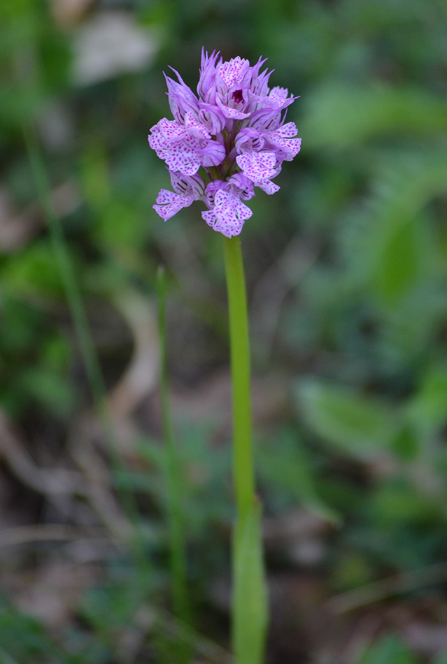 Изображение особи Neotinea tridentata.