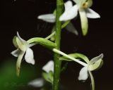 Platanthera bifolia