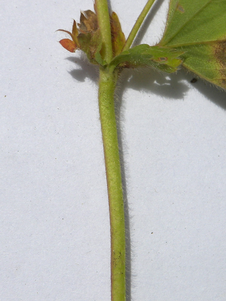 Image of Alchemilla microdonta specimen.