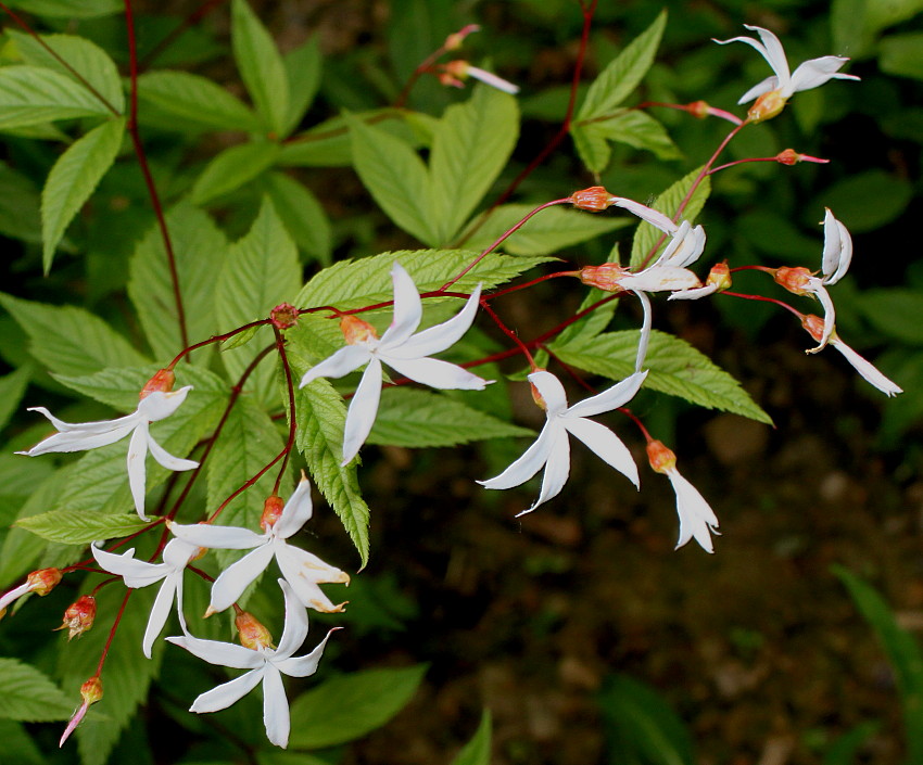 Image of Gillenia trifoliata specimen.