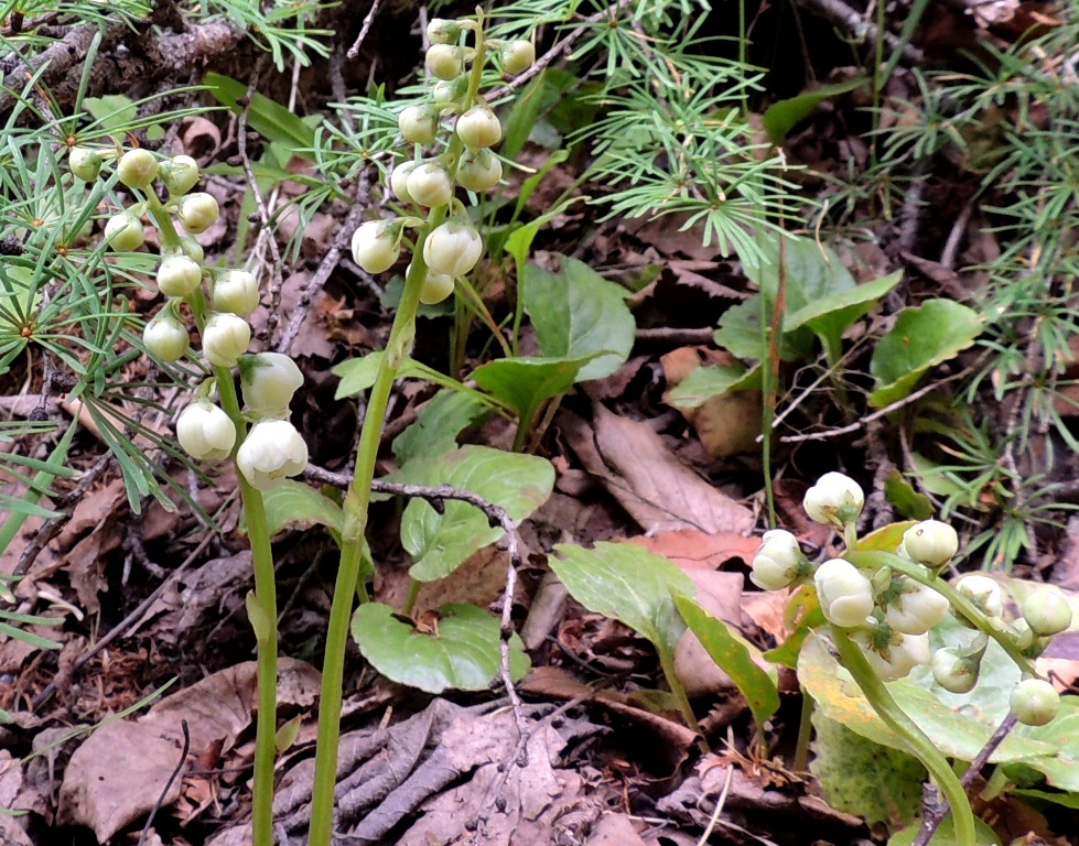 Изображение особи Pyrola minor.