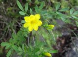 Jasminum fruticans. Часть побега с цветком. Крым, Ялта, парк Ливадийского дворца. 21.05.2014.