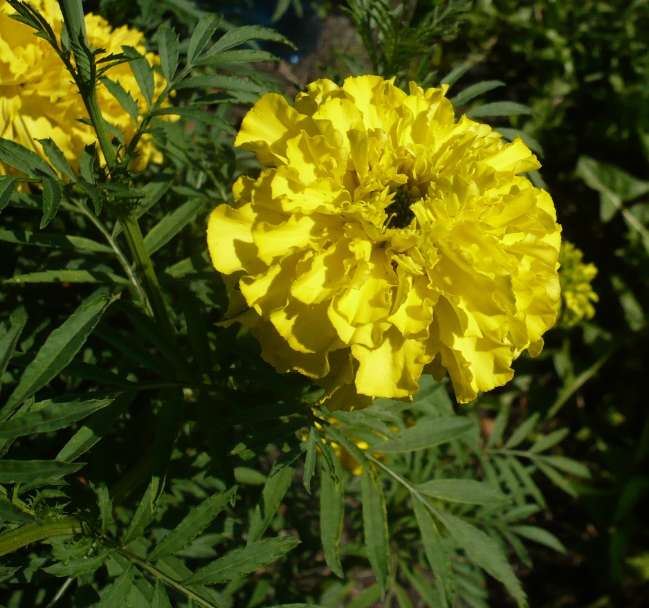 Image of Tagetes erecta specimen.