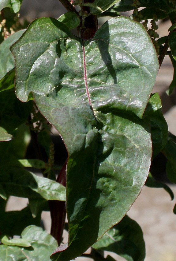 Image of Atriplex hortensis specimen.