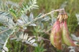 Astragalus sericeocanus