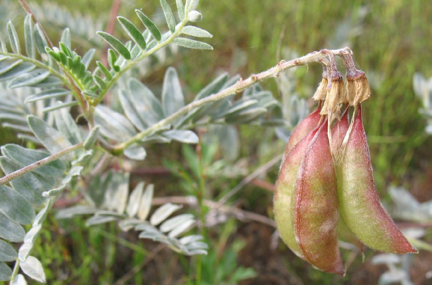 Изображение особи Astragalus sericeocanus.