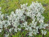 Salix glauca. Плодоносящее растение на вершине сопки среди вороничных зарослей. Кольский полуостров, Восточный Мурман, окрестности пос. Дальние Зеленцы. 03.08.2009.