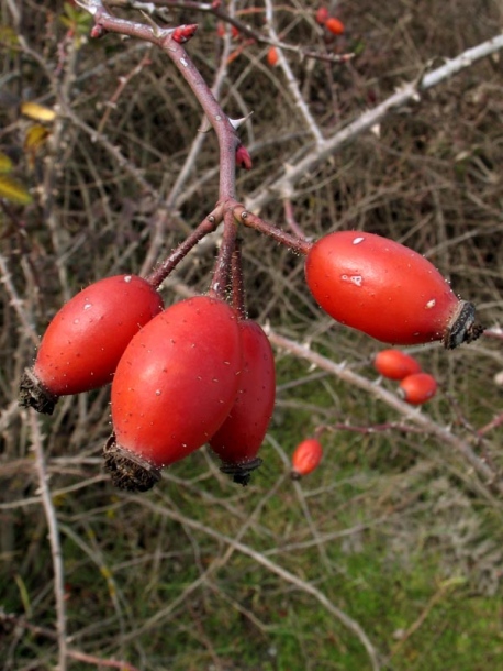 Image of Rosa corymbifera var. setoso-pedicellata specimen.