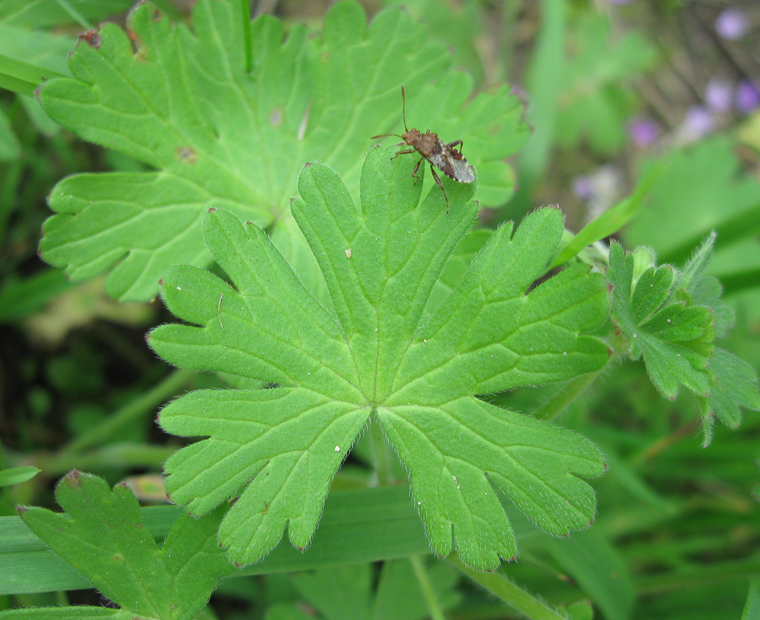 Image of Geranium pyrenaicum specimen.