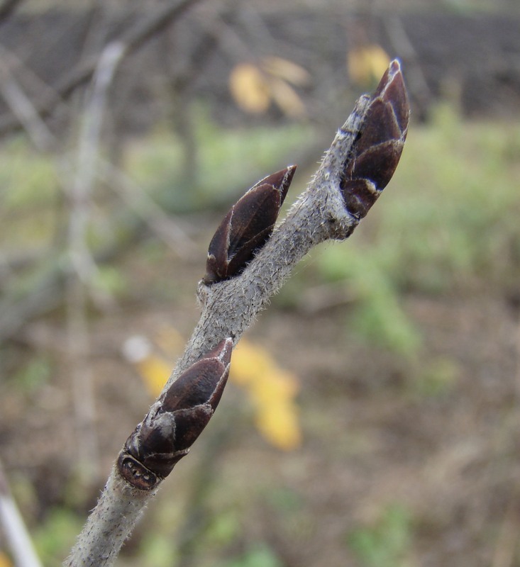 Изображение особи Rhamnus cathartica.