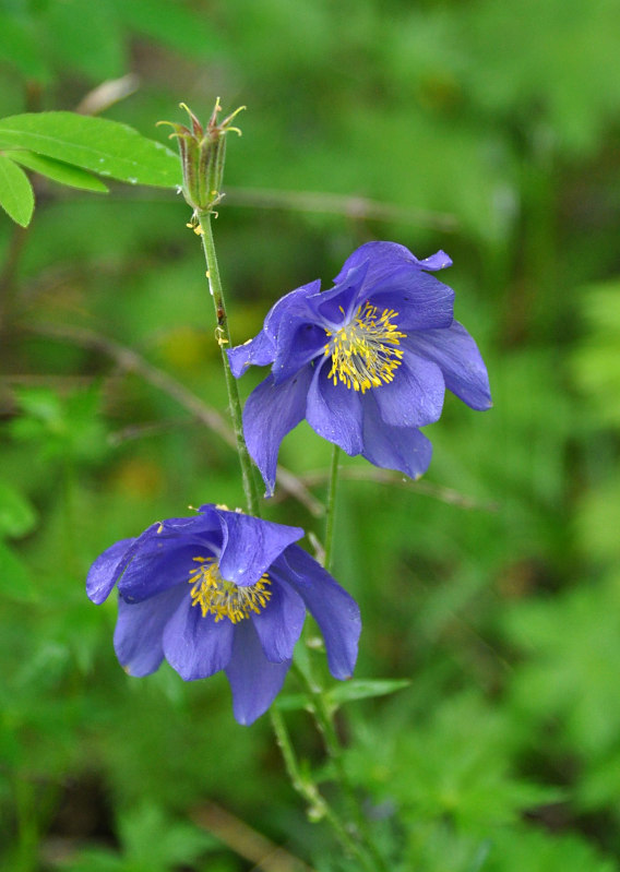 Image of Aquilegia glandulosa specimen.