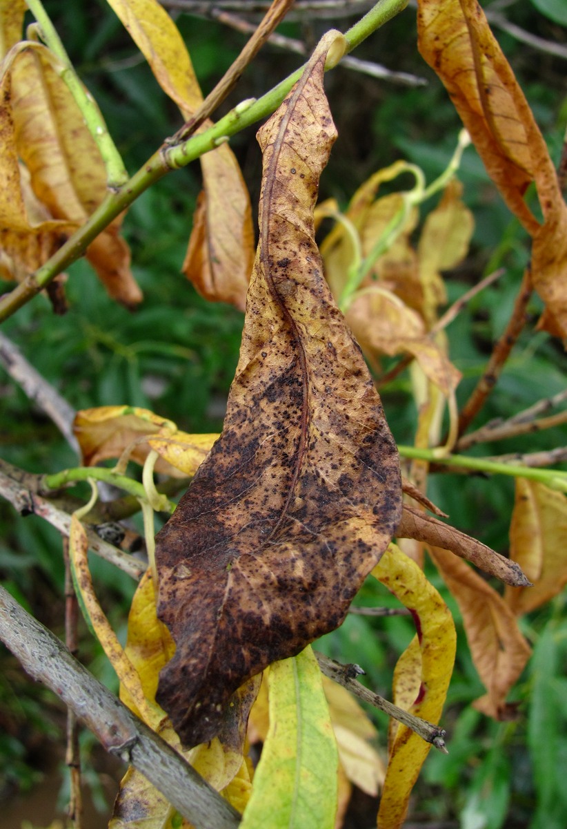 Image of Salix gmelinii specimen.