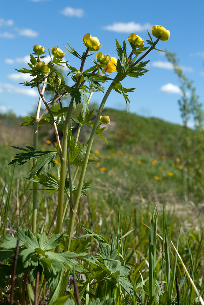 Изображение особи Trollius europaeus.