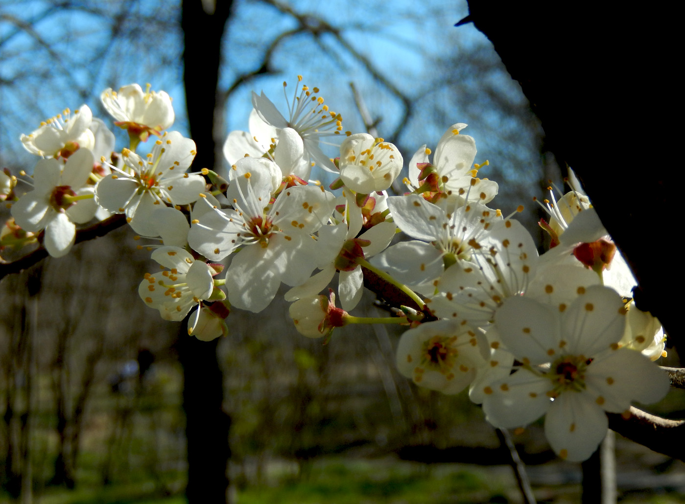 Image of Prunus cerasifera specimen.