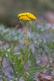 Achillea filipendulina. Верхушка цветущего растения. Южный Казахстан, горы Алатау (Даубаба), Скалистое ущелье. 27.06.2014.