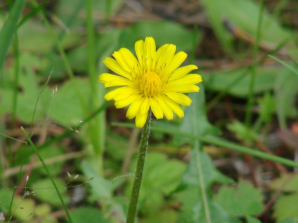 Image of genus Taraxacum specimen.