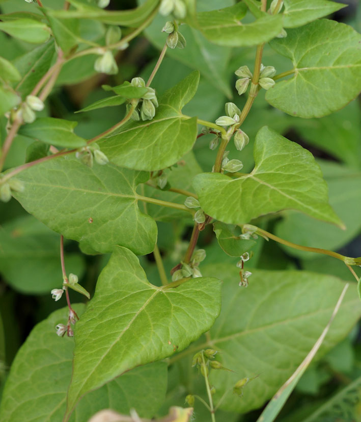 Изображение особи Fallopia convolvulus.