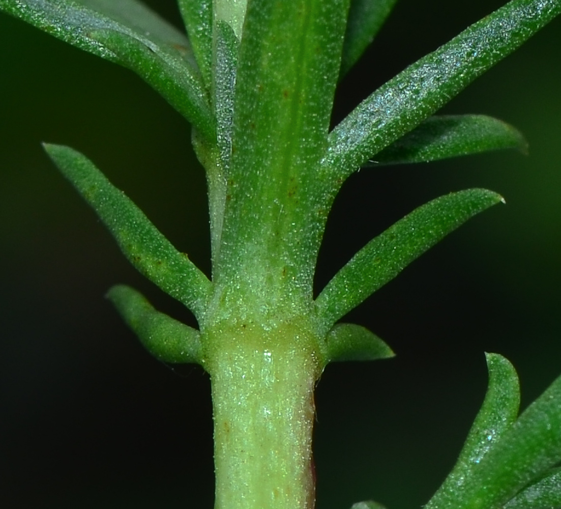 Изображение особи Artemisia monosperma.