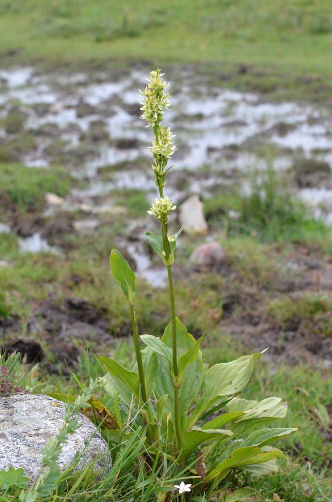 Image of Swertia connata specimen.