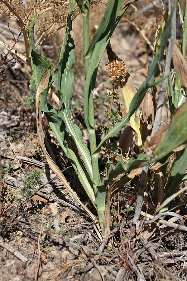 Изображение особи Scorzonera turkestanica.