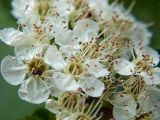 Crataegus sanguinea. Часть соцветия крупным планом (вид сверху). Санкт-Петербург. 02.06.2009.