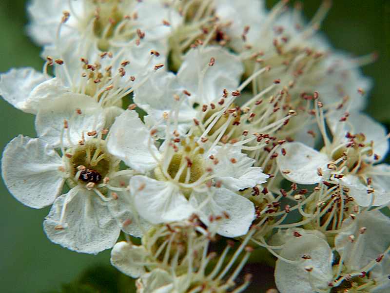 Изображение особи Crataegus sanguinea.