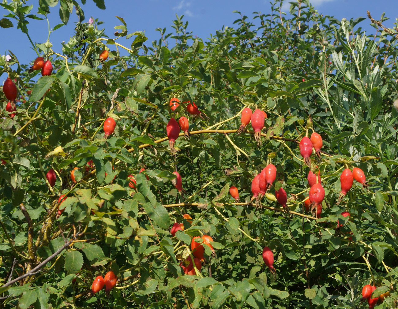 Изображение особи Rosa acicularis.