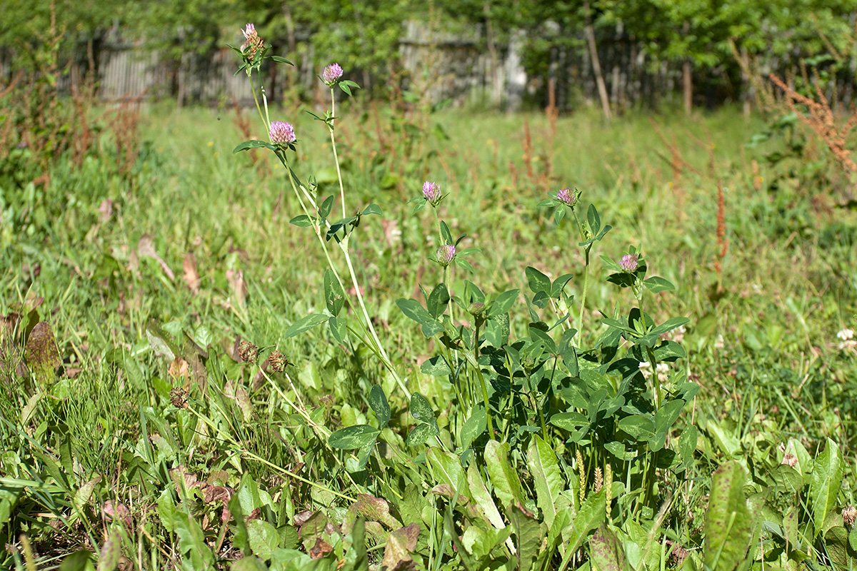 Image of Trifolium pratense specimen.