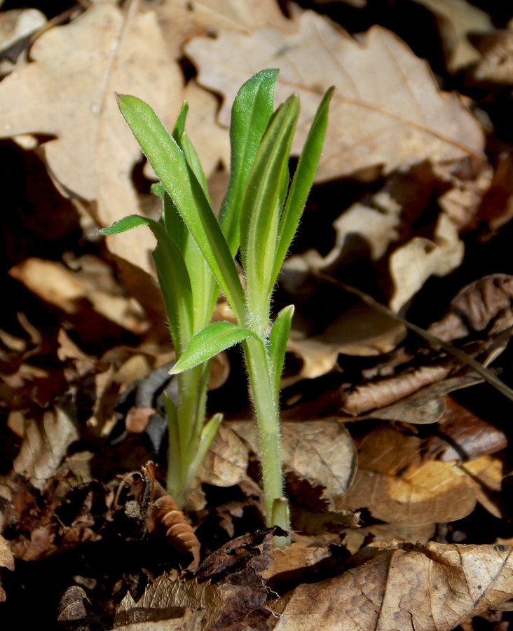 Image of Aegonychon purpureocaeruleum specimen.