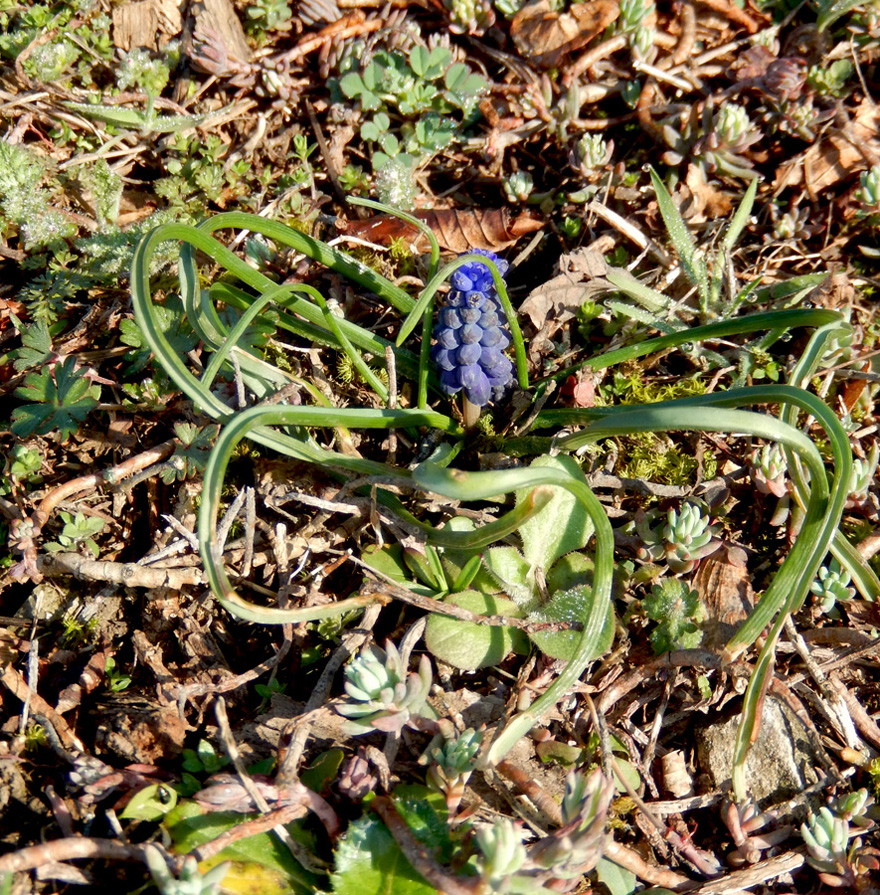 Изображение особи Muscari neglectum.