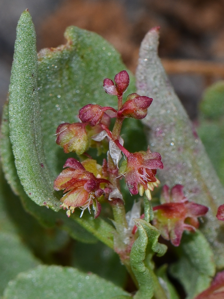 Image of Rumex vesicarius specimen.