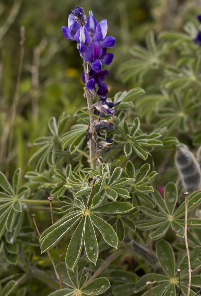 Image of Lupinus pilosus specimen.