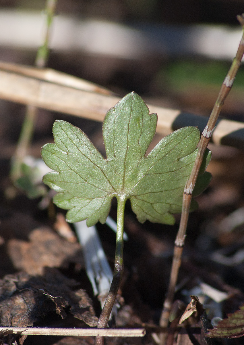 Image of Ranunculus monophyllus ssp. vytegrensis specimen.