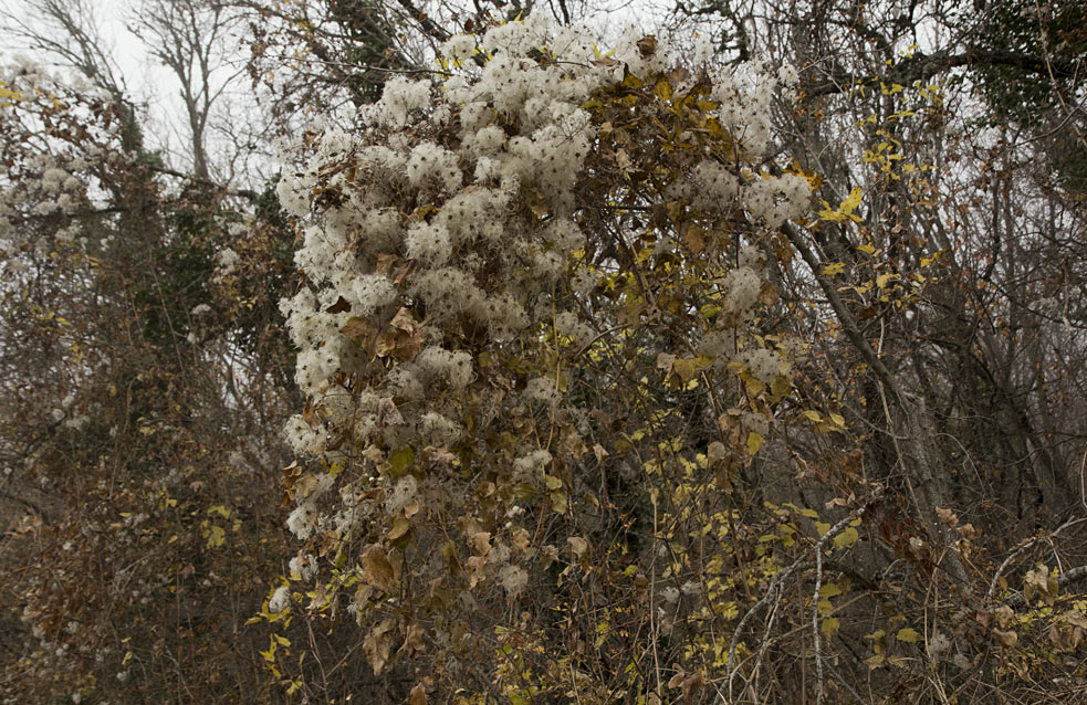 Image of Clematis vitalba specimen.