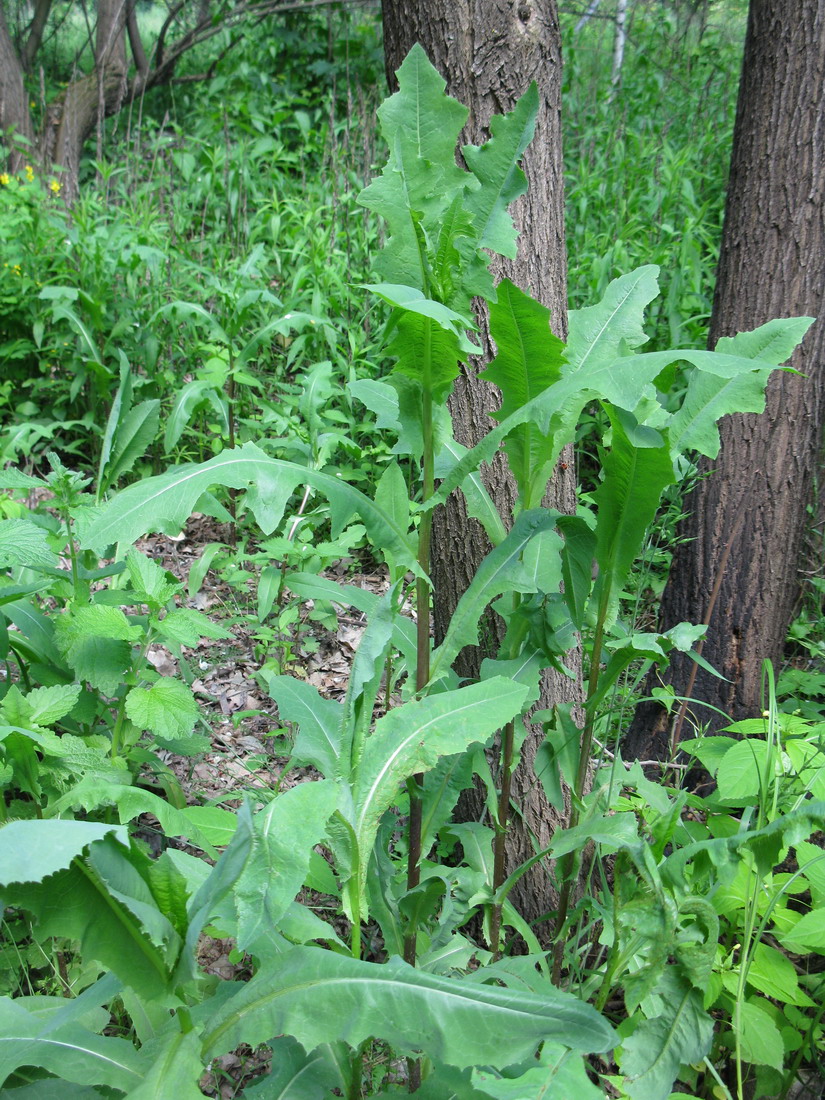 Image of Lactuca serriola specimen.