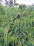 Peucedanum oreoselinum