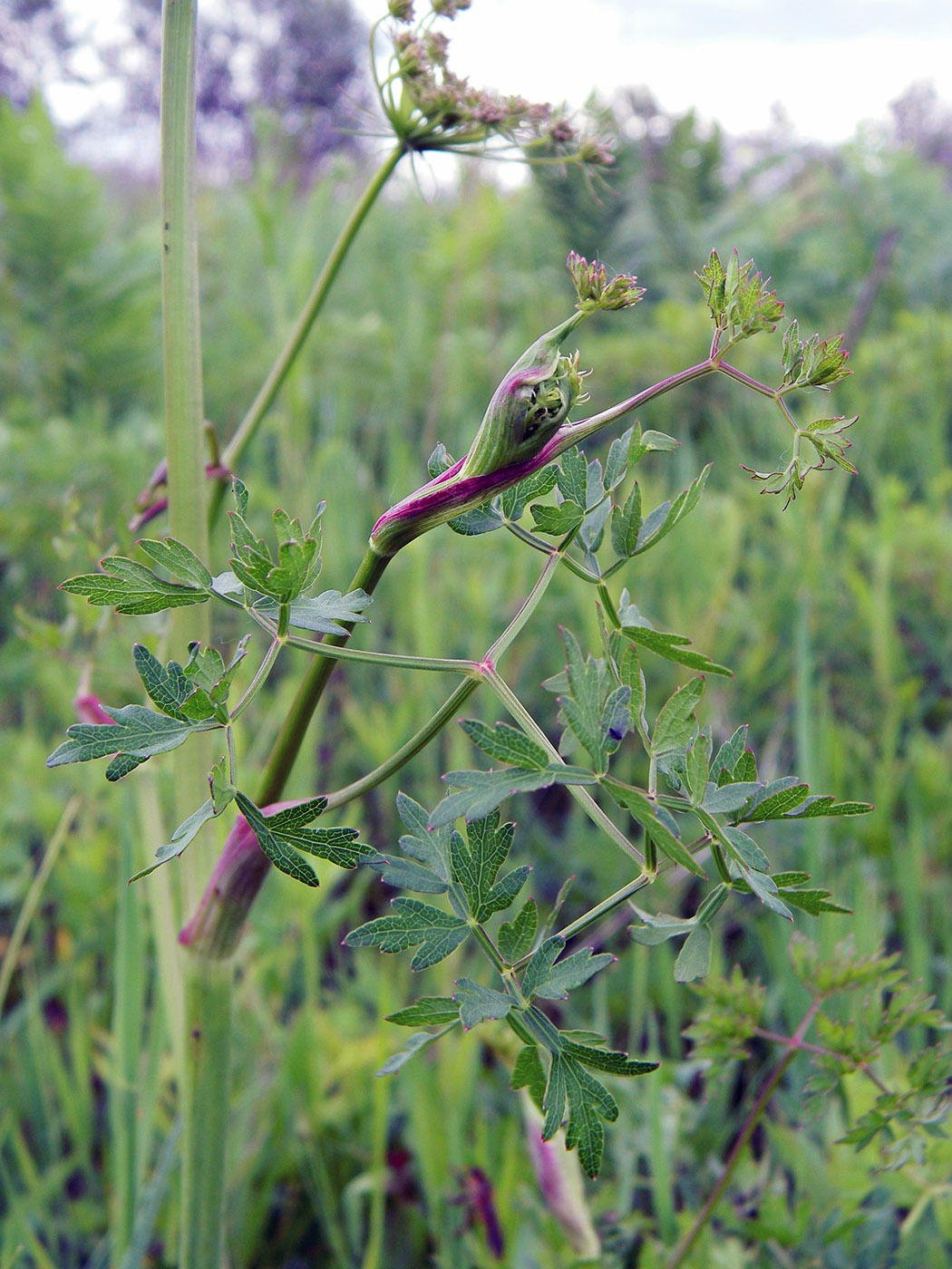 Изображение особи Peucedanum oreoselinum.