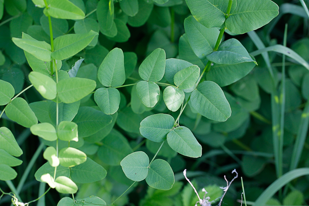 Image of Vicia pisiformis specimen.