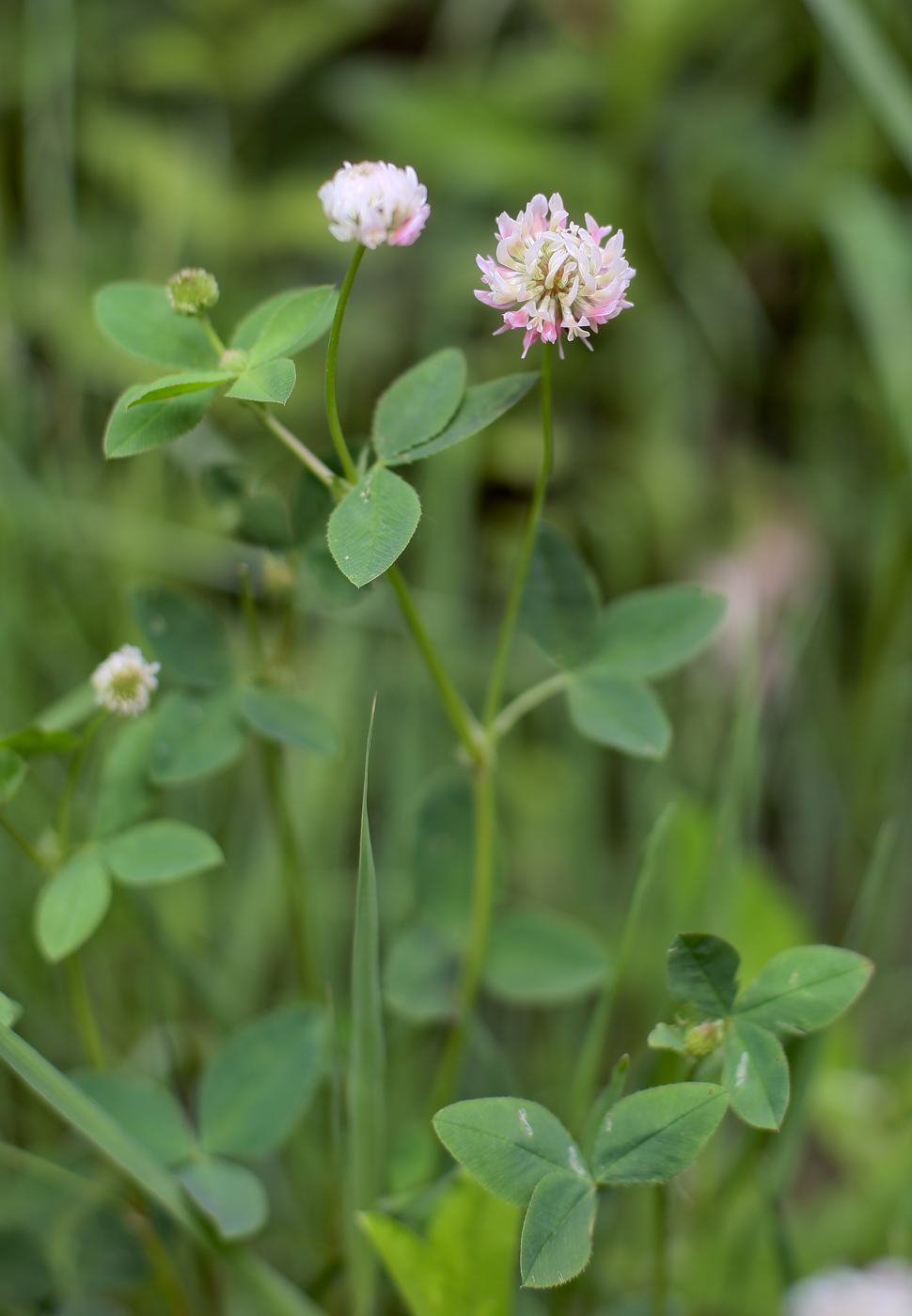 Изображение особи Trifolium hybridum.