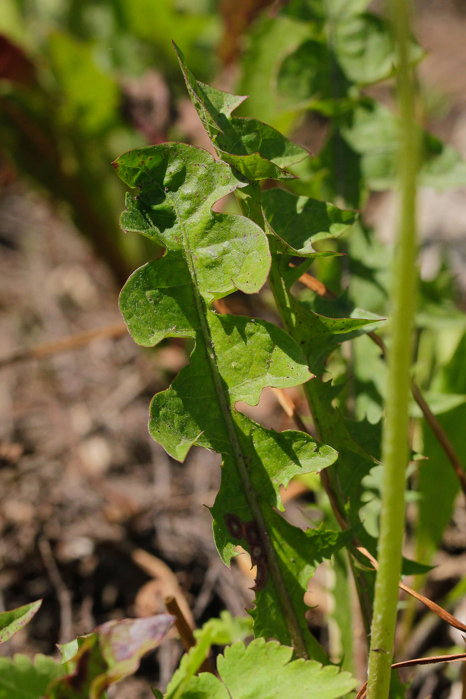 Image of genus Taraxacum specimen.