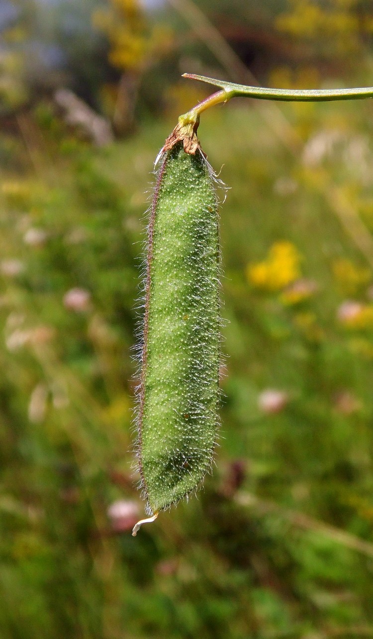 Image of Lathyrus hirsutus specimen.